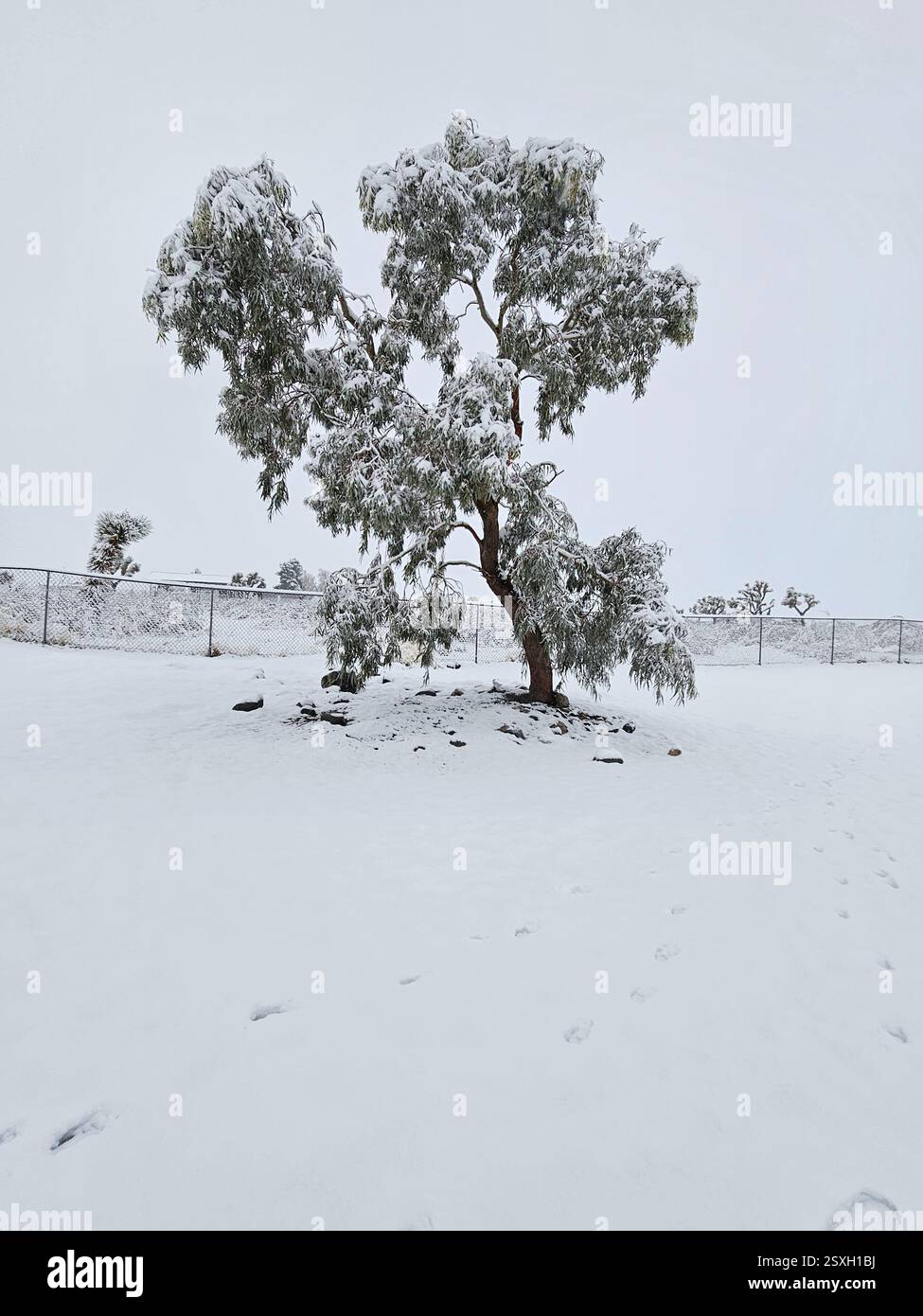 Eukalyptusbaum bedeckt mit Schnee in der Wüste - Smartphone-aufgenommenes Stockfoto