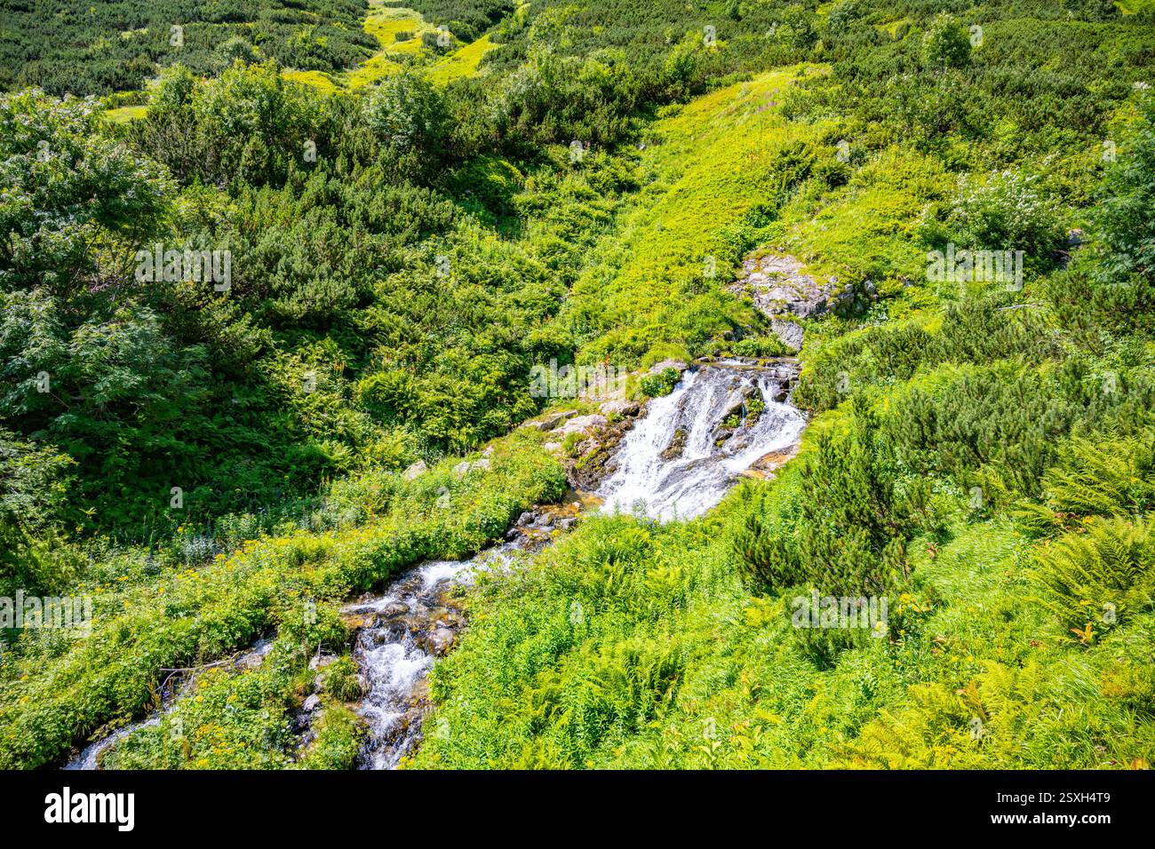 Ein ruhiger Bergbach fließt über Felsen, umgeben von lebhaftem Grün. Das Sonnenlicht tanzt auf dem Wasser, während es sich anmutig durch die üppige Landschaft windet und eine ruhige Umgebung schafft. Stockfoto