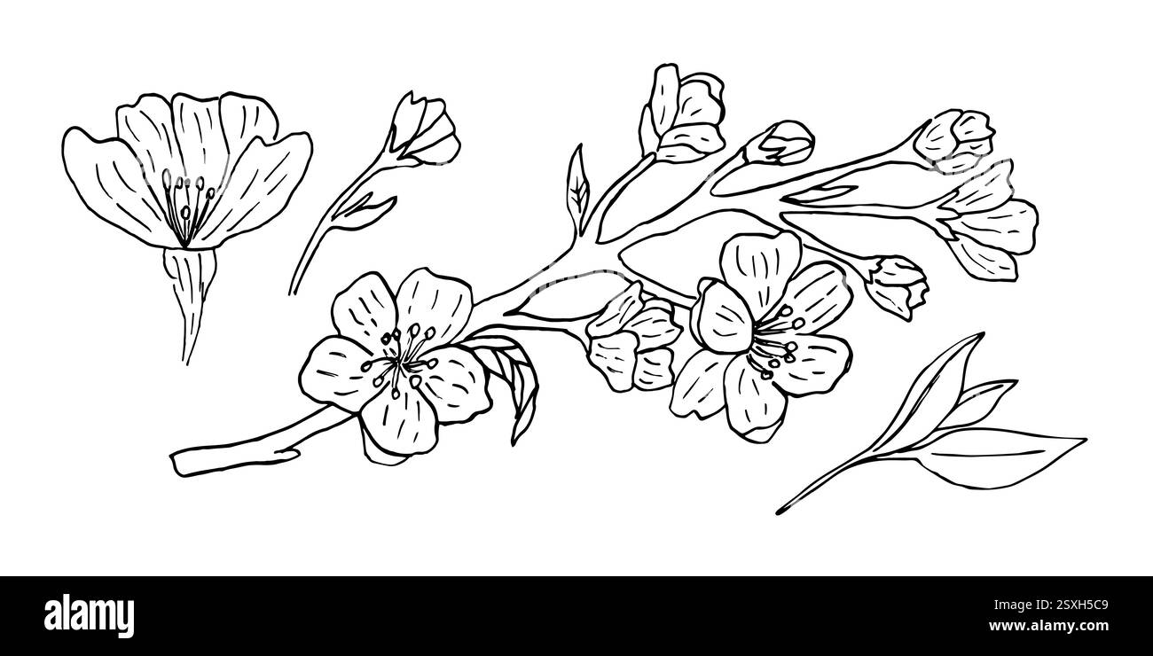 Ein Set von Sakura-Blüten mit wunderschönen Zweigen und Knospen, von Hand mit einem Liner hergestellt. Vektor-Illustration eines japanischen blühenden Baumes im Vintage-Stil. Florale und botanische Elemente Stock Vektor