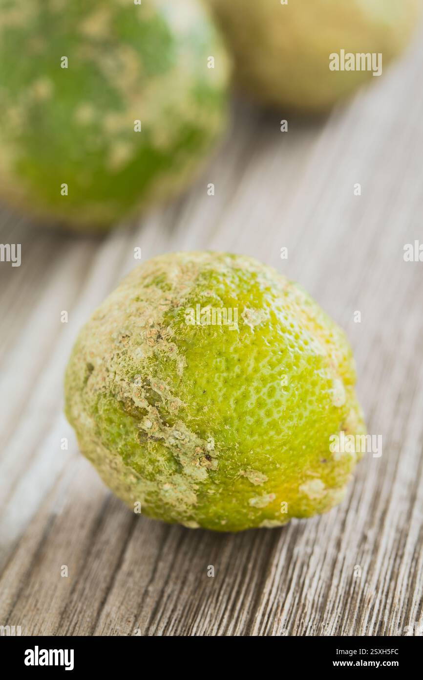 Panamaische Limonmandarina (Zitronenmandarine), eine saftige saure Zitrusfrucht, fotografiert auf Holzoberfläche (Selective Focus0 Stockfoto