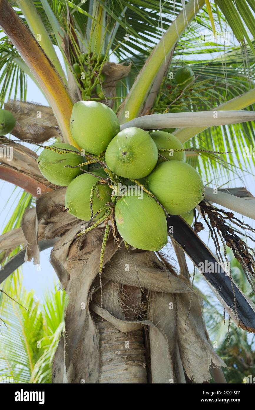 Grüne Kokosnüsse auf Kokospalmen (lat. Cocos nucifera), die auf den San Blas Inseln in Panama wachsen (selektiver Fokus, Schwerpunkt auf Kokosnüsse) Stockfoto