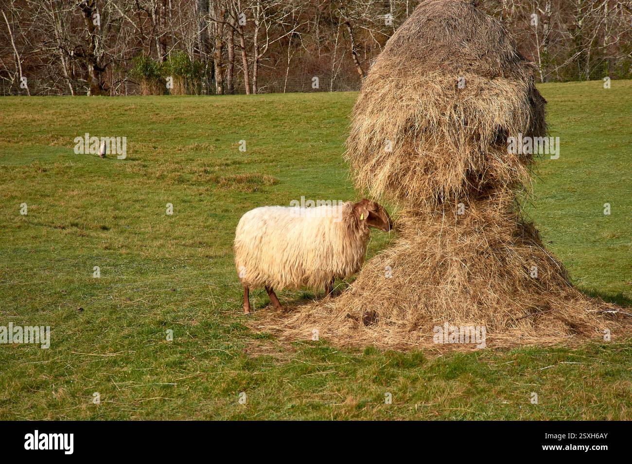 Eine rustikale Bauernhofszene mit einem Heu fressenden Schafen in einem traditionellen Palleiro in Asturien, Spanien. Die Holzstruktur bietet einen gemütlichen Unterschlupf für Th Stockfoto