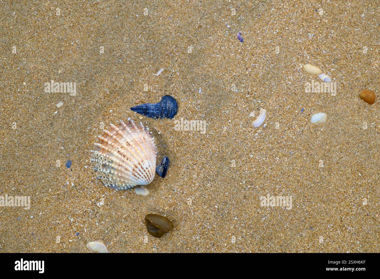 Muscheln an einem Sandstrand. Sturzsand, Kent Stockfoto