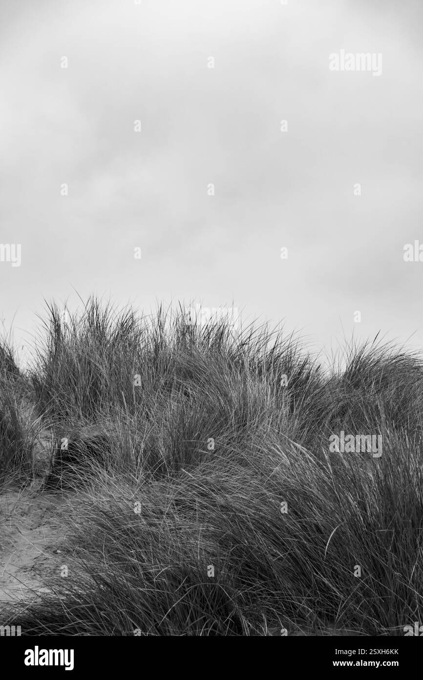 Sanddünen auf Camber Sands, Kent, England, Großbritannien Stockfoto