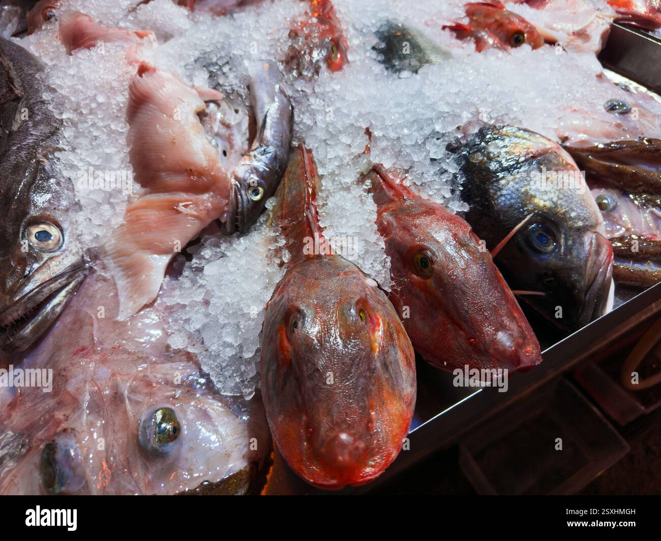Frische mediterrane Meeresfrüchte auf eisrotem Gurnard und verschiedenen Fischen Stockfoto