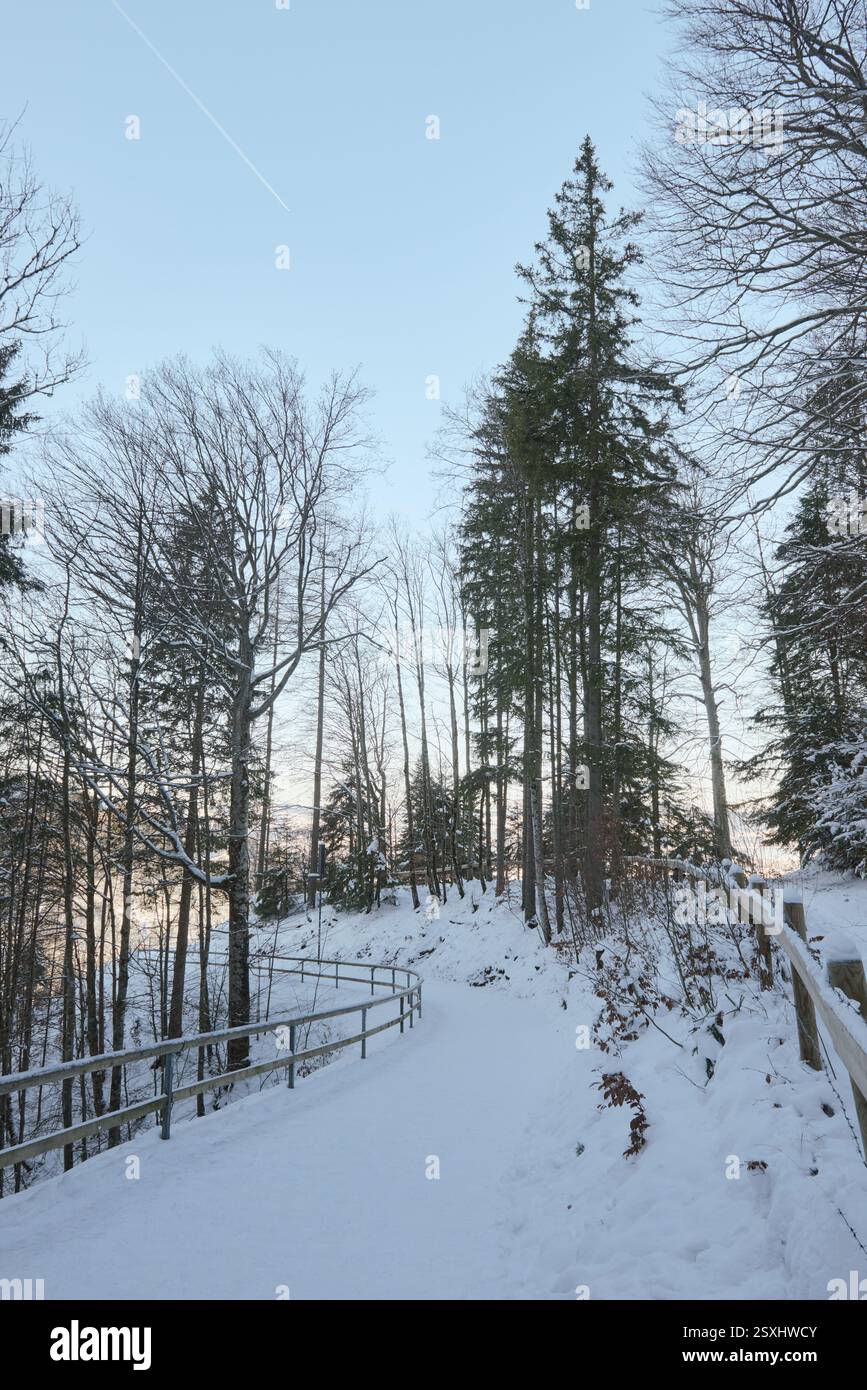 Dieses atemberaubende Bild fängt das Wesen eines ruhigen schwedischen Wintermorgens in einer üppigen Waldlandschaft ein. Hoch aufragende Fichtenbäume säumen die Seiten eines GE Stockfoto