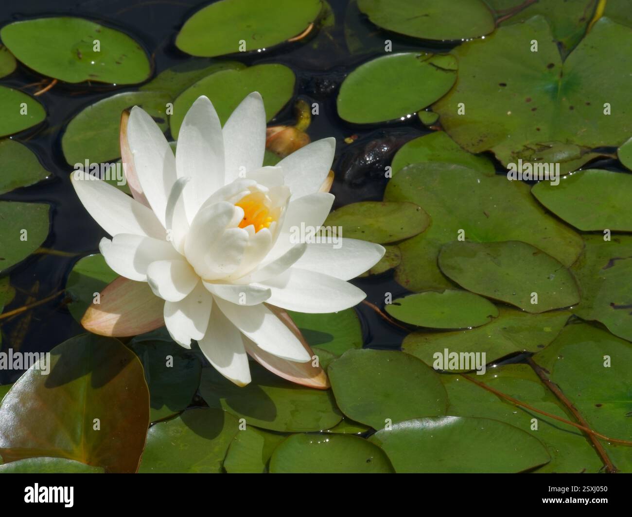 White Water Lily, Nymphaea odorata, Quebec, Kanada Stockfoto