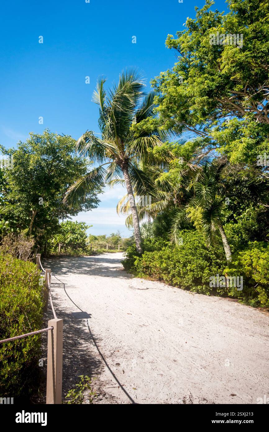 Ein Spaziergang umgeben von Palmen und Laub im Lighthouse Beach Park auf Sanibel Island, Florida Stockfoto