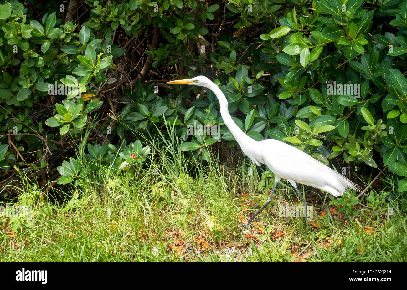 Ein Erwachsener Großreiher (Ardea alba), der durch das Gras auf Sanibel Island, Florida, spaziert Stockfoto