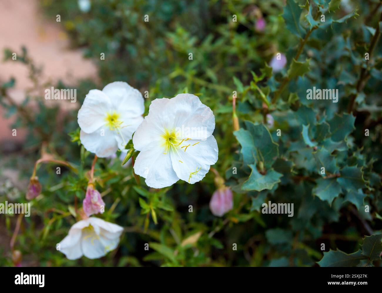 Pale Evening Primrose (Oenothera pallida) blüht im Zion National Park, Utah Stockfoto