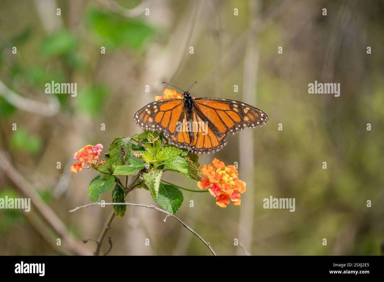 Monarch-Schmetterling auf einer bunten Blume. Stockfoto