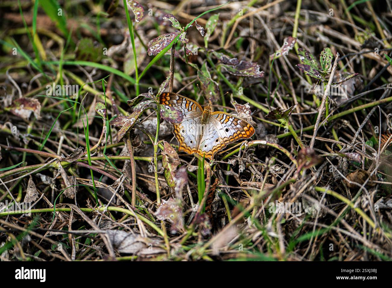 Weißer Pfauenfalter, der auf einem grasbewachsenen Gebiet ruht. Stockfoto