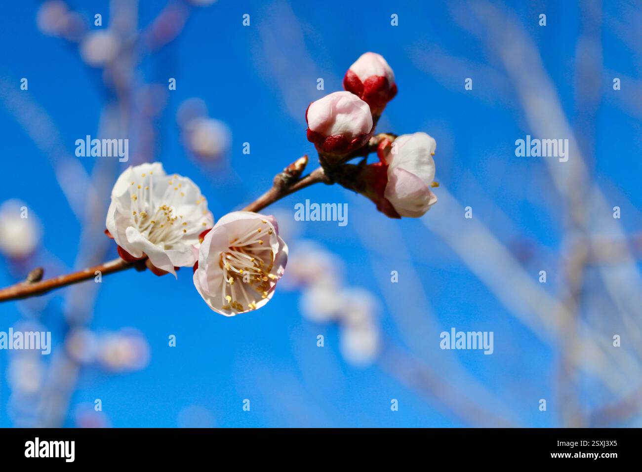 Nahaufnahme von voll blühenden weißen Aprikosenblüten auf einem Zweig, mit einem verschwommenen Hintergrund von mehr Blumen vor einem leuchtend blauen Himmel. Stockfoto
