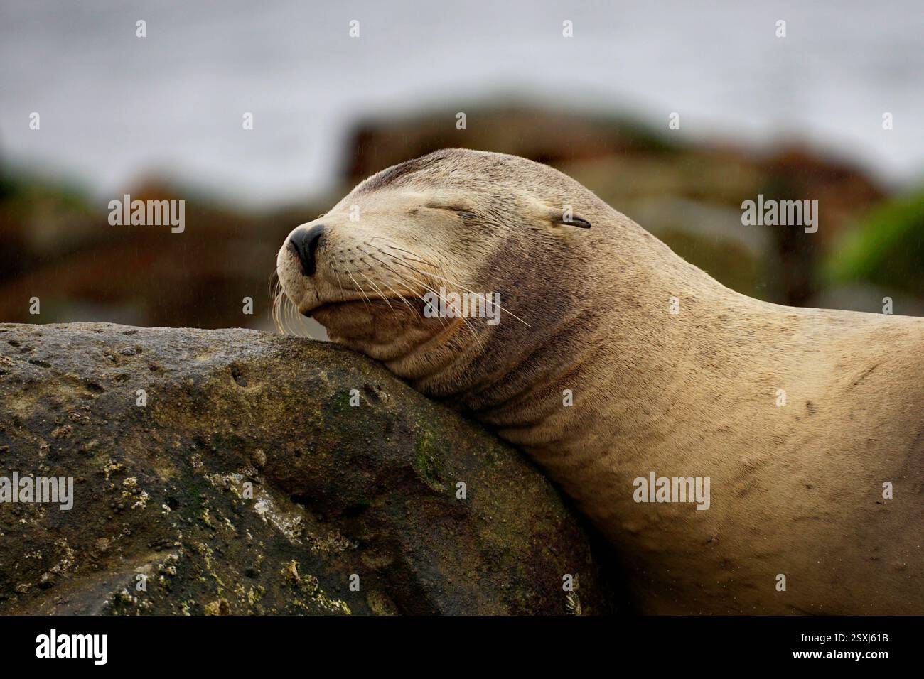 Der kalifornische Seelöwe steht auf einem Felsen Stockfoto