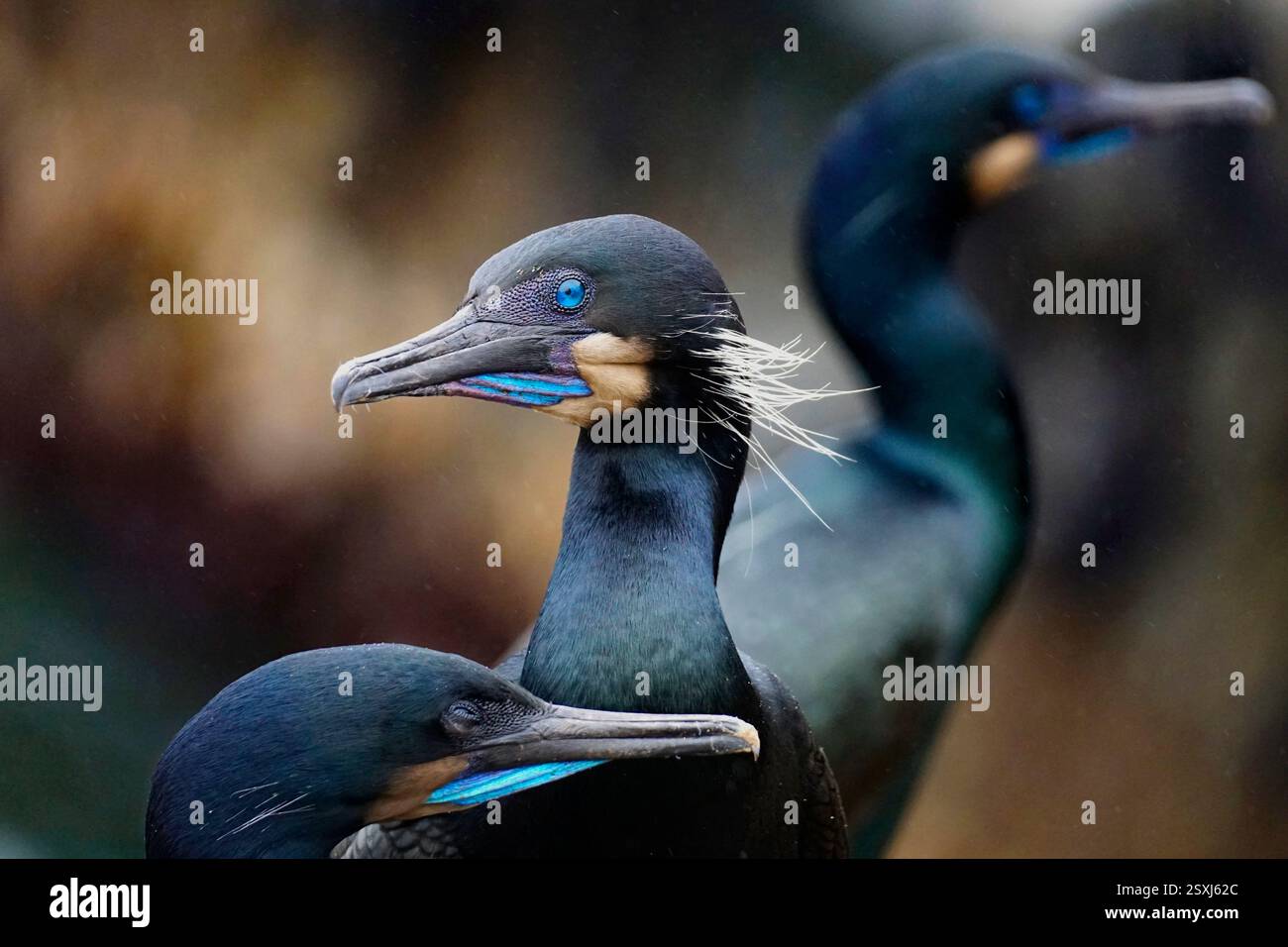 Nahaufnahme einer Gruppe von Brandts Kormoranen Stockfoto