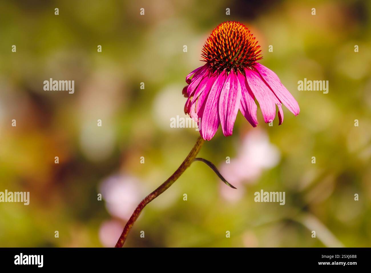 Nahaufnahme einer bunten violetten Echinacea-Blüte mit hellgrünem Hintergrund Stockfoto