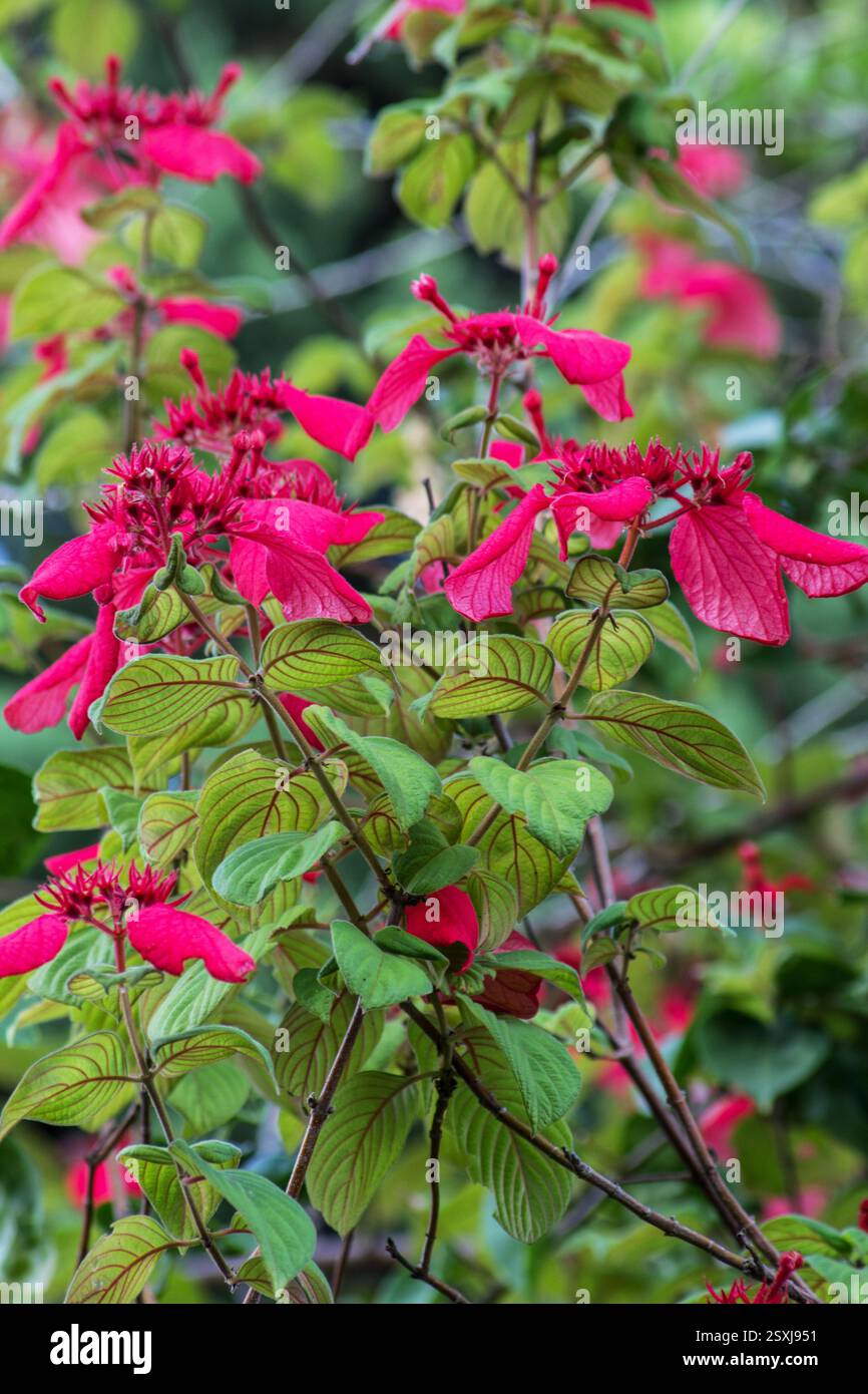 Quisqualis falcata – Mussaenda erythrophylla in Blüte Stockfoto