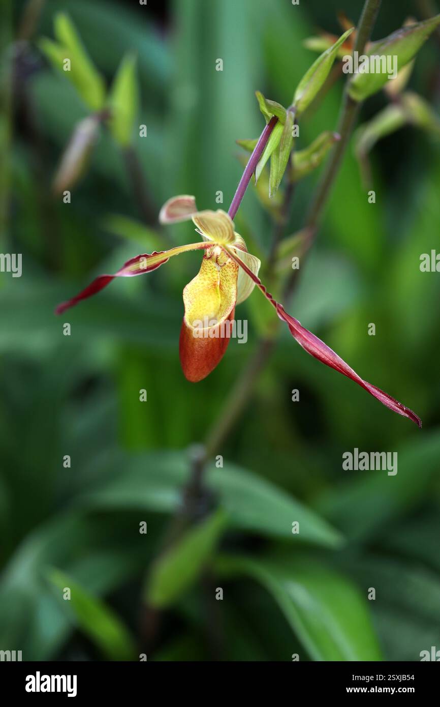 Damenschuh Orchidee oder Zapatilla, Phragmipedium longifolium, Orchidaceae. Phragmipedium longifolium ist eine Orchideenart. Stockfoto