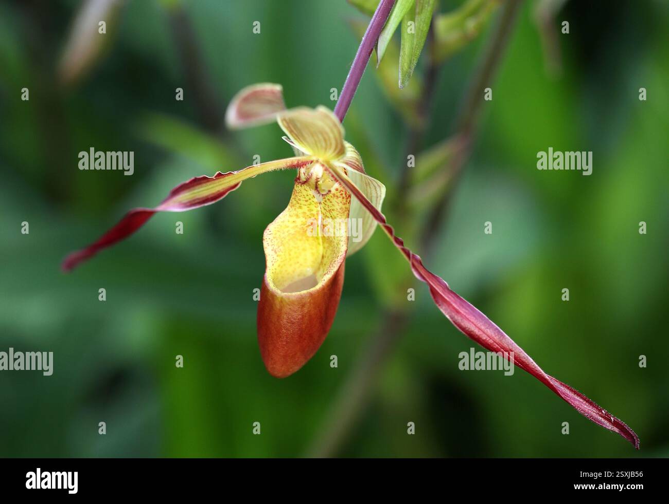 Damenschuh Orchidee oder Zapatilla, Phragmipedium longifolium, Orchidaceae. Phragmipedium longifolium ist eine Orchideenart. Stockfoto