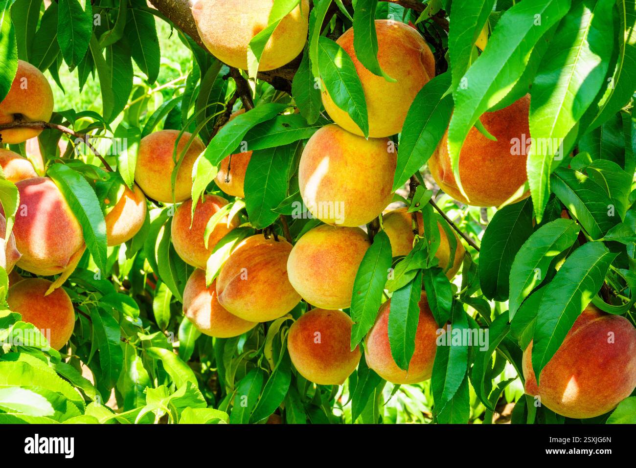 Nahaufnahme von Reifen Pfirsichen auf einem Ast in einem Obstgarten in Zentral-Kentucky Stockfoto