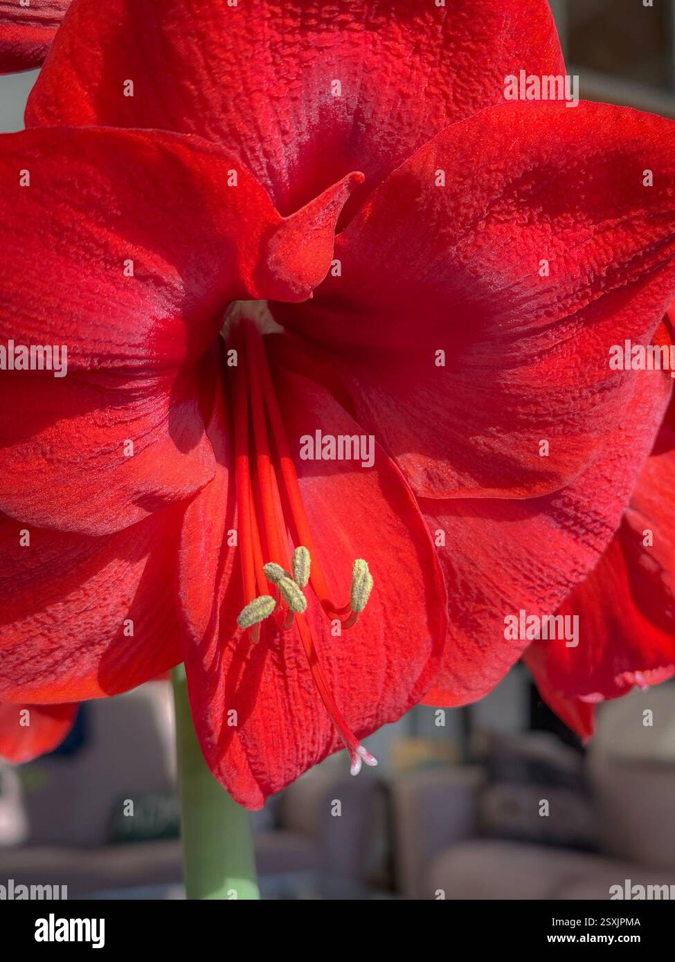 Schöne rote Amaryllis-Blüte in voller Blüte Stockfoto