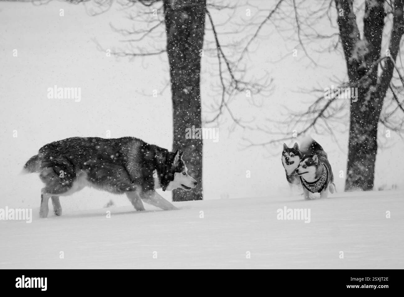 Husky und Alaskan Klee Kai Frolic in the Snow – Dynamic Black and White Winter Action Shot Stockfoto