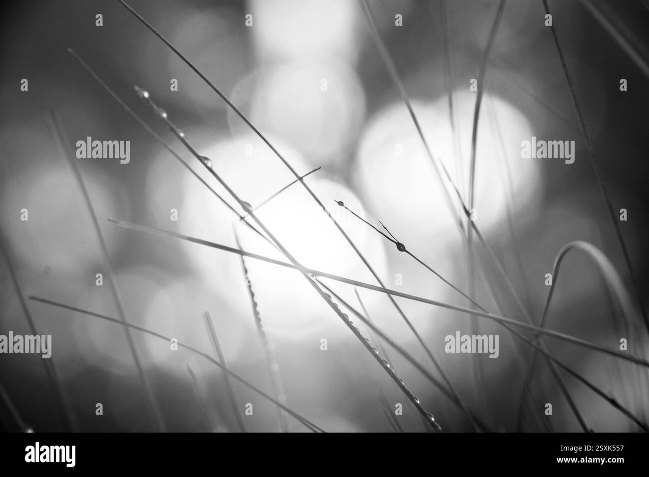 Tautropfen auf dem grünen Rasen Stockfoto