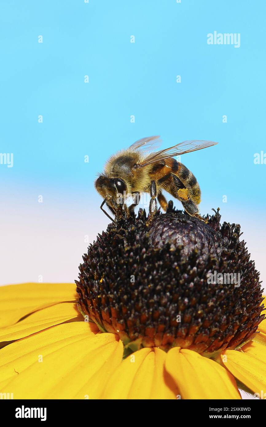 Europäische Honigbiene (APIs mellifera), die Nektar von einem gelben Coneflower (Echinacea paradoxa) vor blauem Himmel sammelt, Nahaufnahme, Makrofotogra Stockfoto