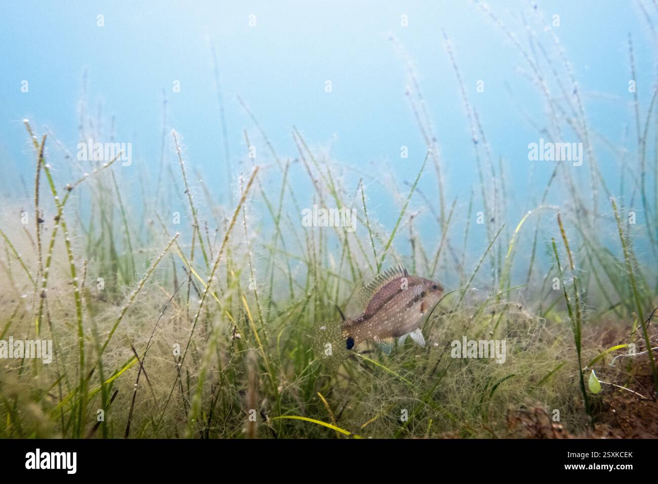 Unterwasserfotografie eines Fisches Diplodus annularis genannt Ringbrasse im Etang du Grazel in Gruissan im Departement Aude in der Occit Stockfoto