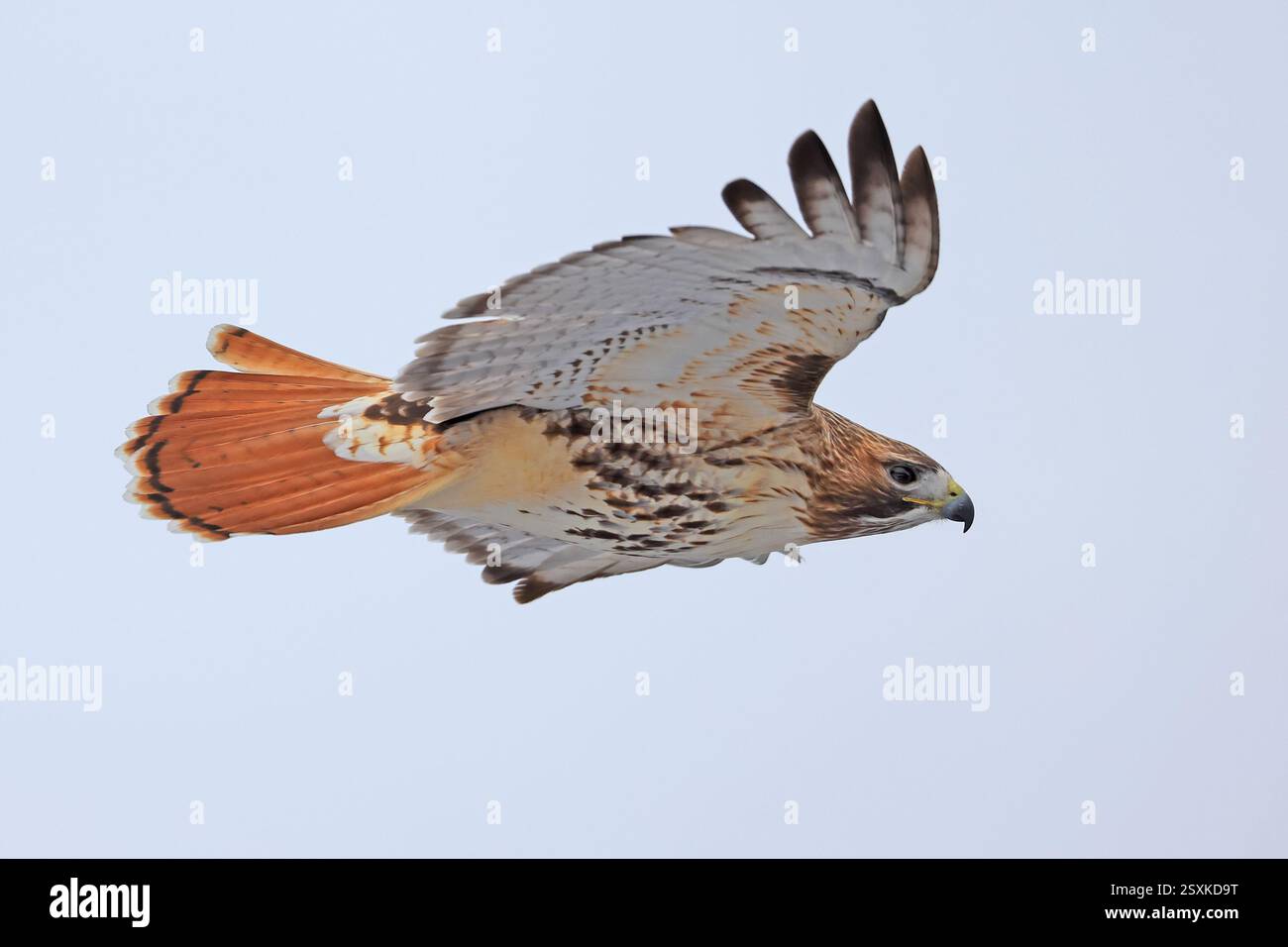 Rotschwanzfalke, isoliert auf grauem Hintergrund, Quebec, Kanada Stockfoto