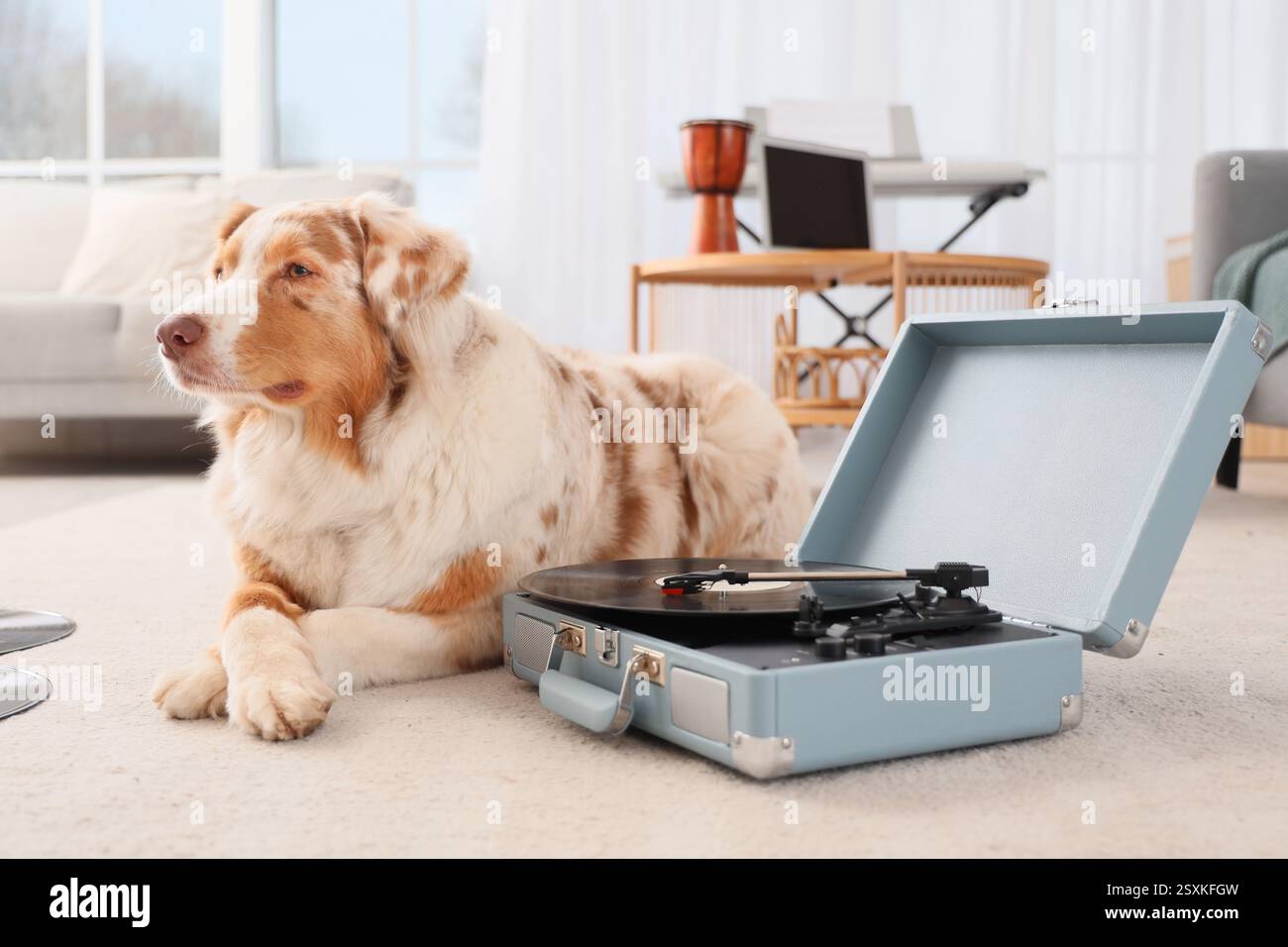 Niedlicher australischer Schäferhund, der auf Teppich liegt, mit Plattenspieler und Schallplatten zu Hause Stockfoto