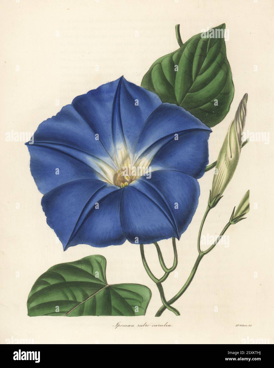 Mexikanischer Morgenruhm, Ipomoea Tricolor. Rötlichblaues ipomoea, Ipomoea rubrocaerulea, Ipomoea rubro-caerulea. Gebürtig in Guanaxuato, Mexiko, gesandt von Samuel Richardson von der Anglo-mexikanischen Bergbauvereinigung. Handkolorierter Kupferstich nach einer botanischen Illustration von Augusta Withers von Benjamin Maund und Reverend John Stevens Henslows The Botaniker, London, 1836. Augusta Innes Withers (1793–1877) war Blumenmaler im Allgemeinen der Königin Adelaide. Stockfoto