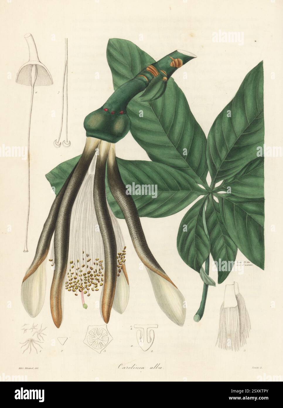 Brasilianischer Rasierpinselbaum, Pseudobombax grandiflorum. Weiße Carolinea, Carolinea alba. Aus Südamerika und Westindien stammende Samen des deutschen Botanikers Eduard Freiherr von Schack, Baron de Schack, aus Trinidad, wurden im Liverpool Garden gezüchtet. Handkolorierter Kupferstich nach einer botanischen Illustration von Miss Maund, Sara oder Eliza, aus Benjamin Maund und dem Botaniker John Stevens Henslow, London, 1836. Stockfoto