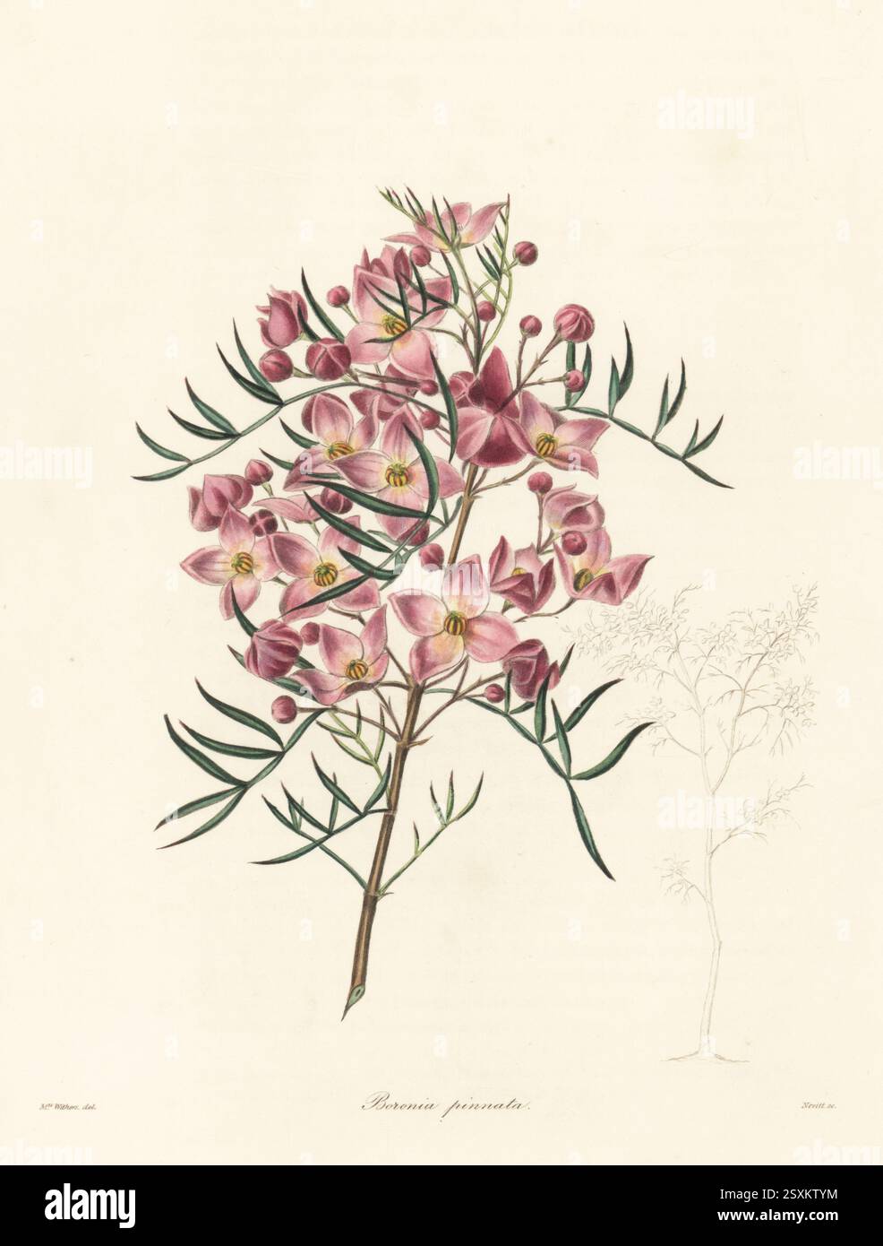 Weißdorn duftende Boronia, Boronia pinnata. Geboren in New South Wales, Australien, lernte Lee und Kennedy aus Hammersmith kennen. Handkolorierter Kupferstich von S. Nevitt nach einer botanischen Illustration von Augusta Withers aus Benjamin Maund und Reverend John Stevens Henslows The Botaniker, London, 1836. Augusta Innes Withers (1793–1877) war Blumenmaler im Allgemeinen der Königin Adelaide. Stockfoto