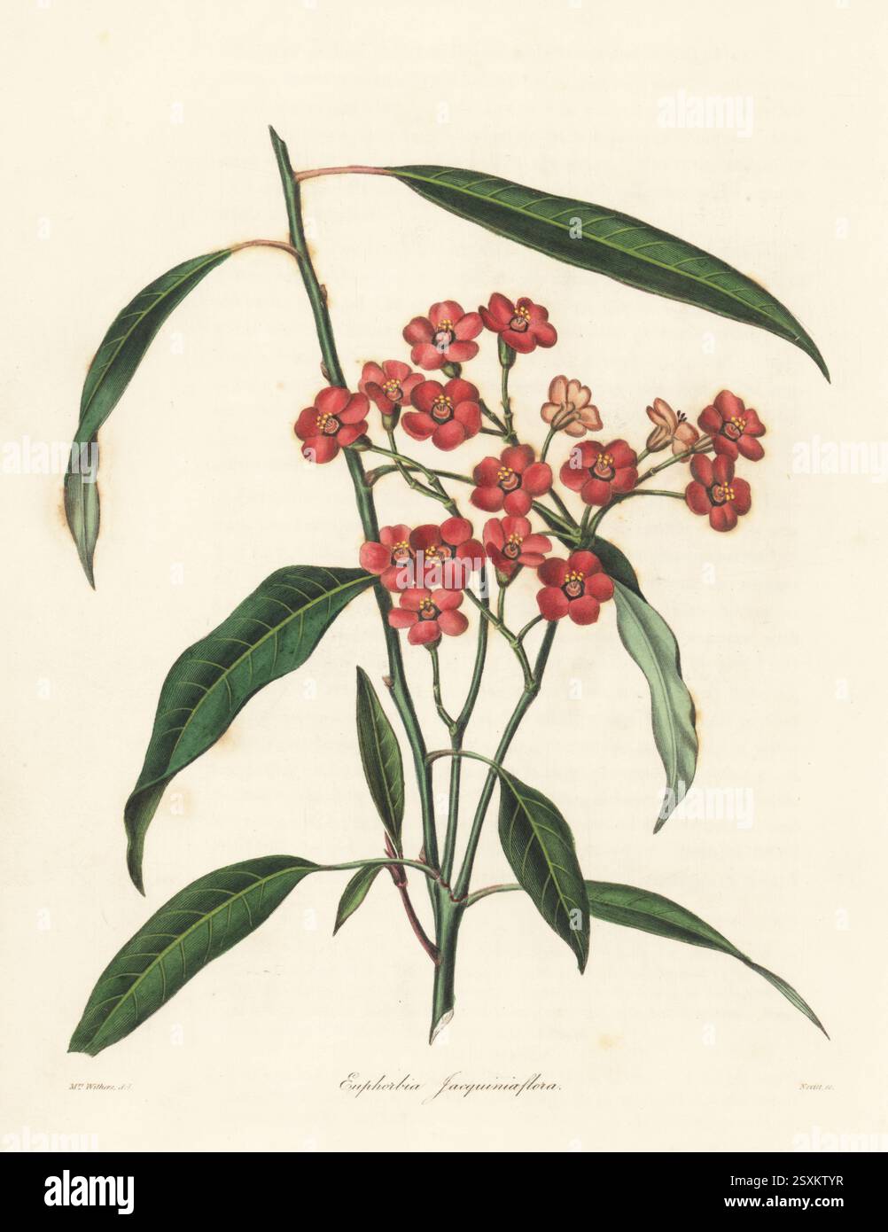 Scharlach, Euphorbia fulgens. euphorbia jacquiniaeflora, Euphorbia jacquiniaeflora, Euphorbia jacquiniiflora. Aus Mexiko stammendes Exemplar im Garten von Mrs. Lawrence. Handkolorierter Kupferstich von S. Nevitt nach einer botanischen Illustration von Augusta Withers aus Benjamin Maund und Reverend John Stevens Henslows The Botaniker, London, 1836. Augusta Innes Withers (1793–1877) war Blumenmaler im Allgemeinen der Königin Adelaide. Stockfoto