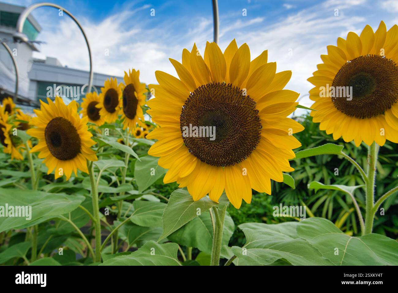 Hochauflösende Macro Sunflower Tapete mit blauem Himmel, Singapore Changi Airport Sunflower Garden auf dem Dach Stockfoto