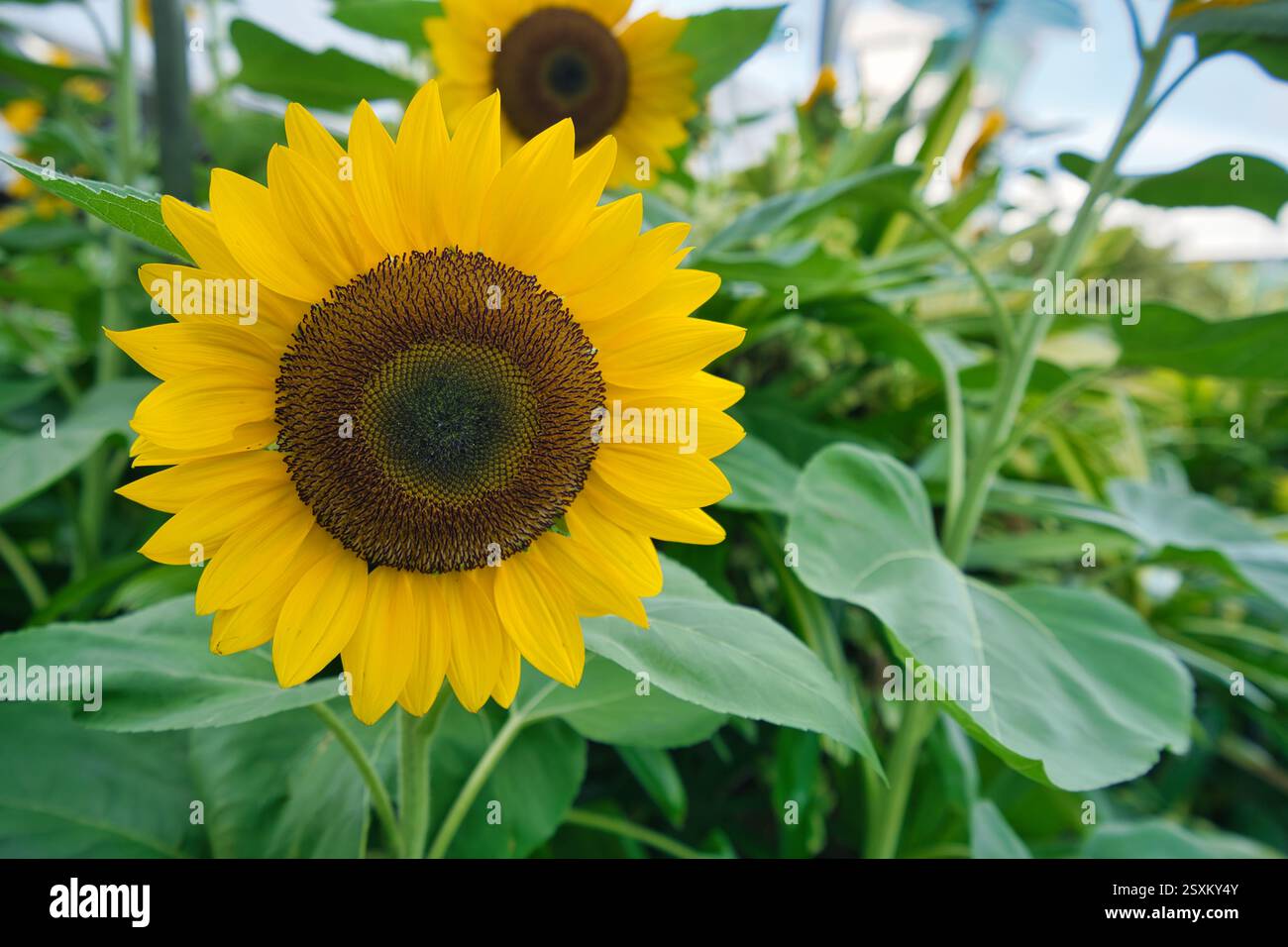 Hochauflösende Macro Sunflower Tapete mit blauem Himmel, Singapore Changi Airport Sunflower Garden auf dem Dach Stockfoto