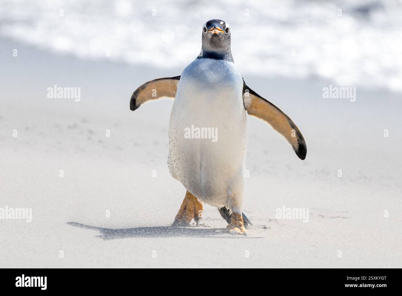 Gentoo-Pinguin, windiger Strand, Bleaker Island, Falklandinseln Stockfoto