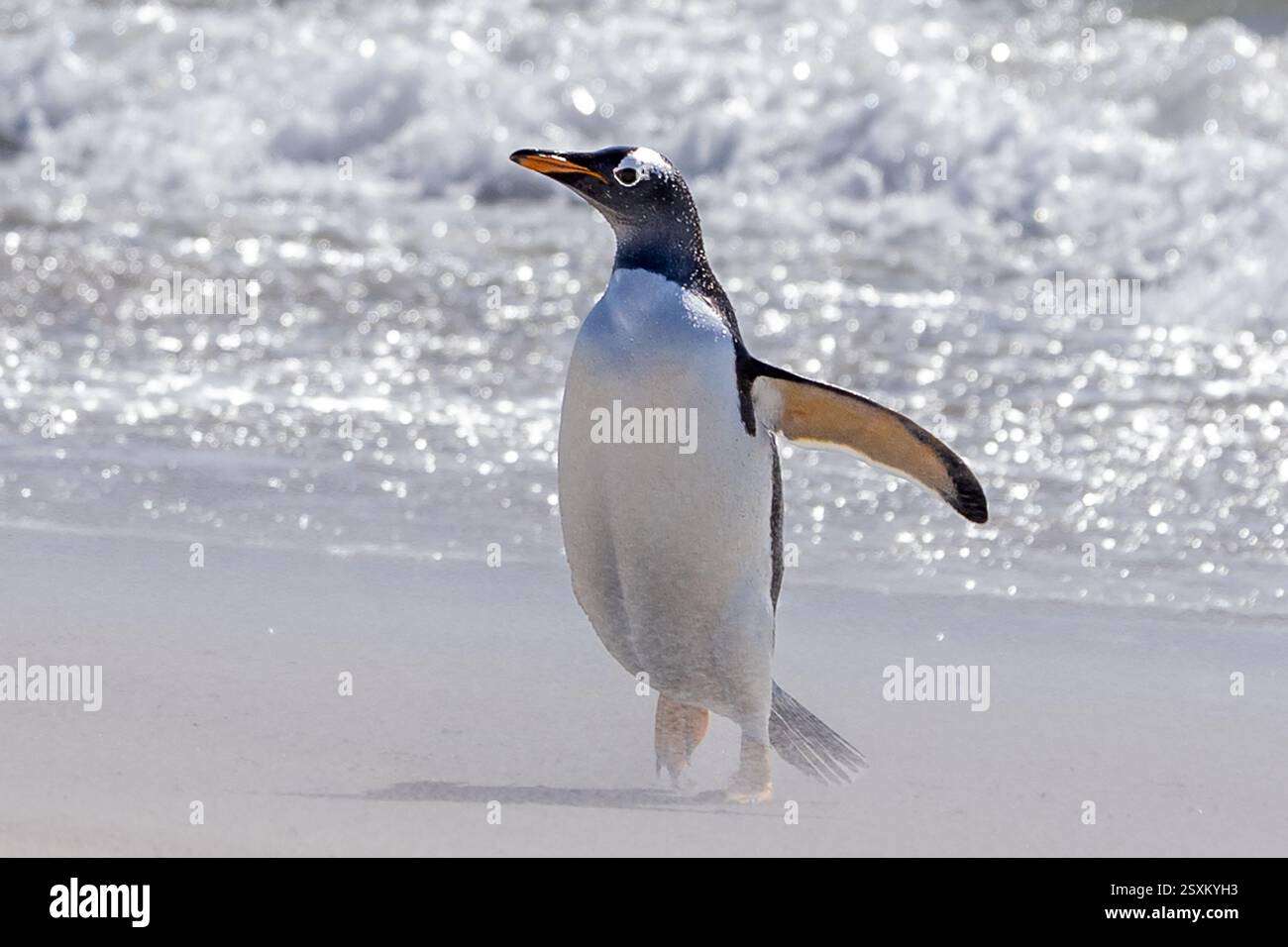 Gentoo-Pinguin, windiger Strand, Bleaker Island, Falklandinseln Stockfoto