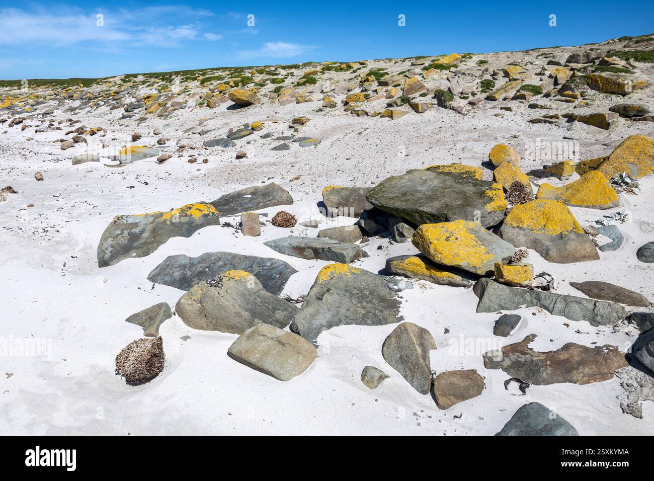 Landschaft, Bleaker Island, Falklandinseln Stockfoto