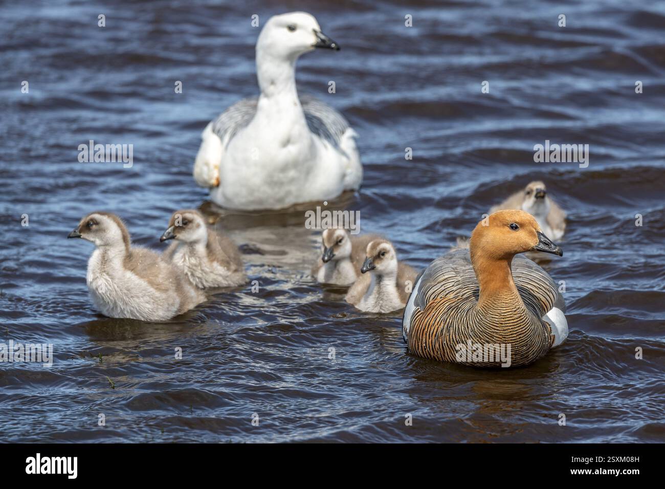 Hochlandgänse, Familie schwimmt auf einem See, Bleaker Island, Falklandinseln Stockfoto