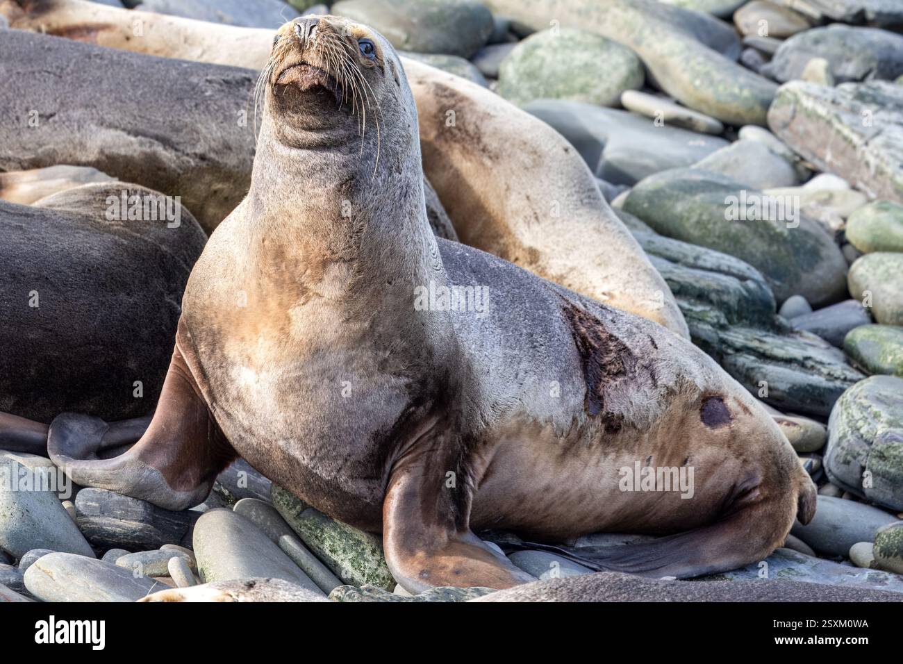 Südliche Seelöwen, weiblich, Bleaker Island, Falklandinseln Stockfoto