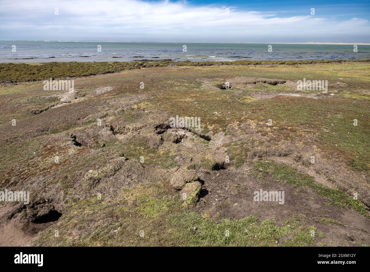 Magellanic Pinguin, lokal bekannt als Jackass Pinguin, Nistplatz, Pebble Island, Falklandinseln Stockfoto