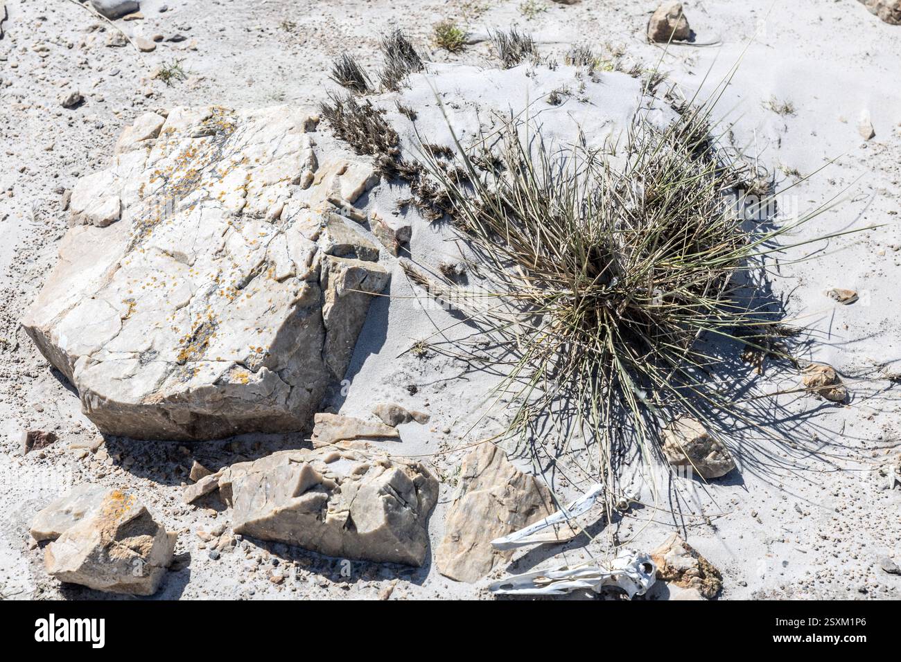 Marram aka Sandgras, Ammophila arenaria, Rnon-native, Strandstabilisator, Pebble Island, Falklandinseln Stockfoto