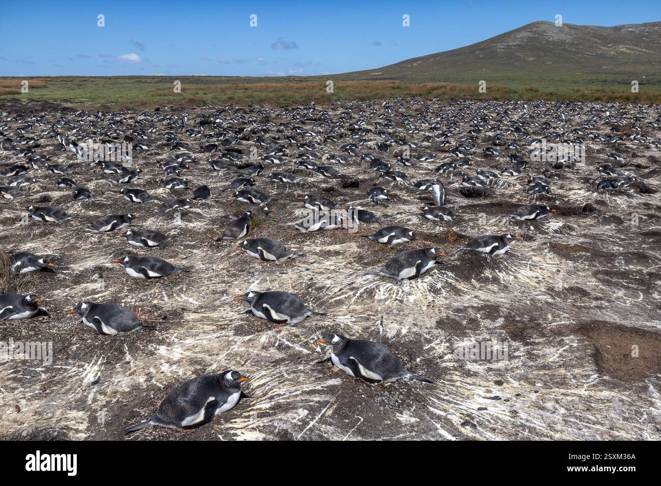 Gentoo-Pinguin, auf Nest, Pebble Island, Falklandinseln Stockfoto