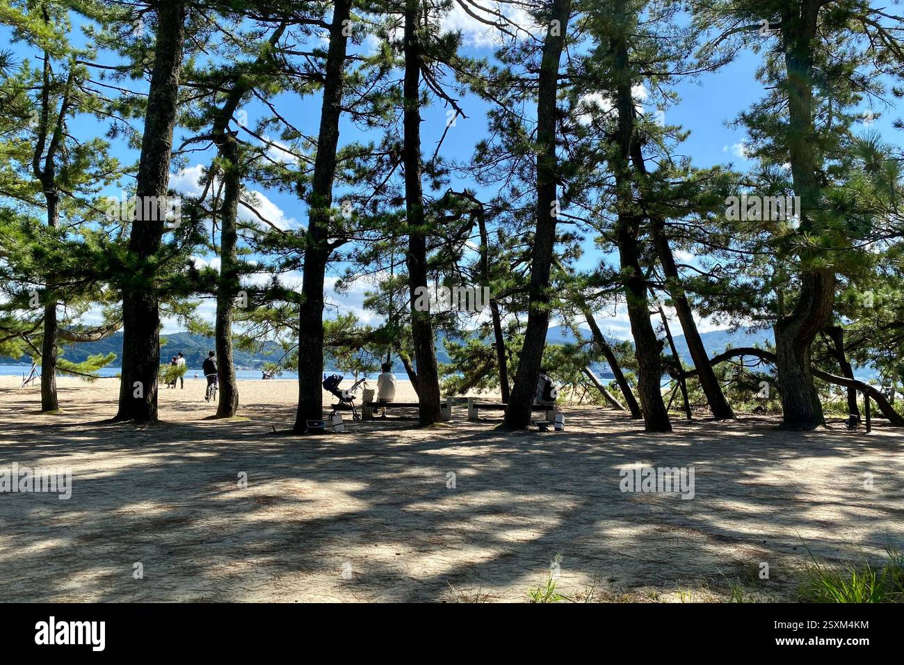 Der Weg überquert einen der drei schönsten Panoramablicke auf Japan. Pinien entlang des Weges Stockfoto
