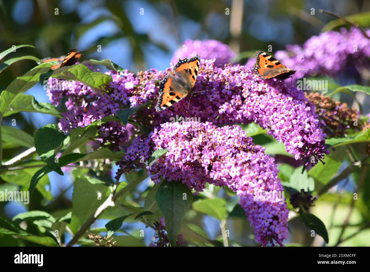 Schmetterlinge am blauen Himmel Stockfoto