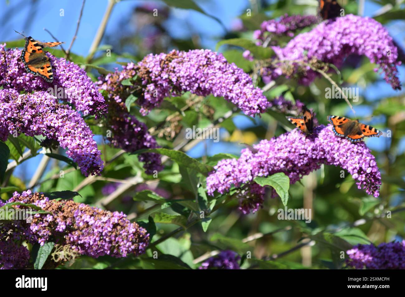 Schmetterlinge am blauen Himmel Stockfoto