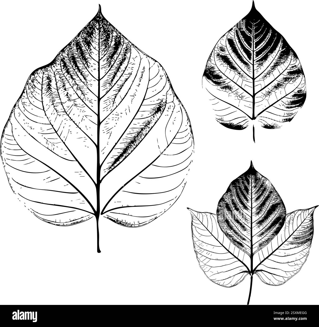 Detailreiche Blattblätter skizzieren Handzeichnungen Stock Vektor