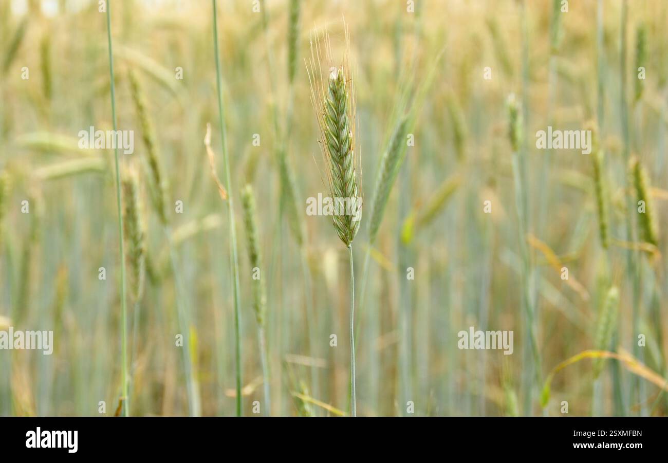 Hordeum vulgare. Gerste, ein Getreidekorn, wächst und reift in einem Suffolk-Feld, Großbritannien. Stockfoto